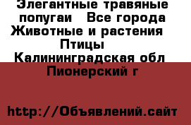 Элегантные травяные попугаи - Все города Животные и растения » Птицы   . Калининградская обл.,Пионерский г.